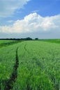 Green field on a beautiful day Royalty Free Stock Photo