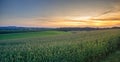 Green Field and Beautiful Sunset with a corn field in the foreground.