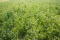 Green field of blooming coriander with small white flowers