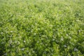 Green field of blooming coriander with small white flowers