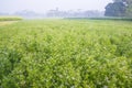 Green field of blooming coriander with small white flowers