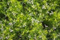 Green field of blooming coriander with small white flowers. Natural texture background