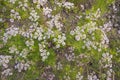 Green field of blooming coriander with small white flowers. Natural texture background