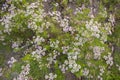 Green field of blooming coriander with small white flowers. Natural texture background