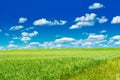 Green field with blooming flowers and blue sky Royalty Free Stock Photo