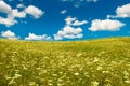 Green field with blooming flowers and blue sky Royalty Free Stock Photo