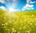 Green field with blooming flowers and blue sky