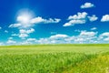 Green field with blooming flowers and blue sky Royalty Free Stock Photo