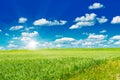 Green field with blooming flowers and blue sky Royalty Free Stock Photo