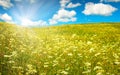 Green field with blooming flowers and blue sky Royalty Free Stock Photo