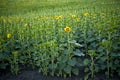 Green field of blooming sunflowers. Sunset time Royalty Free Stock Photo