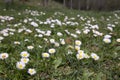 Green field with blossom white daisies Royalty Free Stock Photo