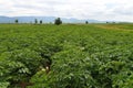 Green field with blossoming potato plants Royalty Free Stock Photo