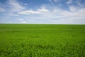 Green field, blue skies, white clouds in spring Royalty Free Stock Photo