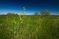 Green field and blue sky Royalty Free Stock Photo