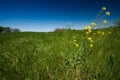 Green field and blue sky Royalty Free Stock Photo