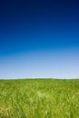 Green field and blue sky Royalty Free Stock Photo