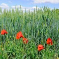 Green field and blue sky. Against the background of wheat ears s Royalty Free Stock Photo