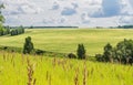 Green field and blue sky with clouds, winter wheat. Landscape of Russia, Zaraysk city