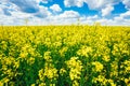 Green Field Blue Sky. Early Summer, Flowering Rapeseed. Oilseed Royalty Free Stock Photo