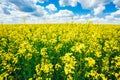 Green Field Blue Sky. Early Summer, Flowering Rapeseed. Oilseed