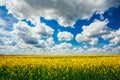 Green Field Blue Sky. Early Summer, Flowering Rapeseed. Oilseed Royalty Free Stock Photo