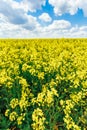 Green Field Blue Sky. Early Summer, Flowering Rapeseed. Oilseed Royalty Free Stock Photo