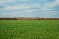 Green field with blue sky, forest and clouds Royalty Free Stock Photo