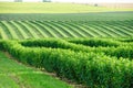 green field and blue sky