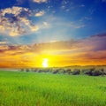 Green field and blue sky with light clouds. Above the horizon is a bright sunrise Royalty Free Stock Photo