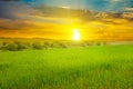 Green field and blue sky with light clouds. Above the horizon is a bright sunrise Royalty Free Stock Photo