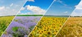 green field and blue sky with light clouds. Collage.Wide photo Royalty Free Stock Photo