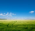 Green field and blue sky Royalty Free Stock Photo