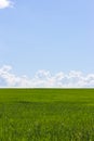 Green field and blue sky with white clouds, the background wallpaper landscape vertical. Rural landscape with wheat sprouts, sky Royalty Free Stock Photo