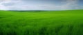 Green field and blue sky with white clouds. Nature composition. 3d render