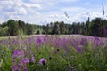 Green field with bright purple sally-bloom flowers