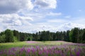 Green field with bright purple sally-bloom flowers