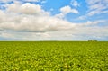 Green field and a bright sky Royalty Free Stock Photo