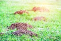 Green field with burrows of moles Royalty Free Stock Photo