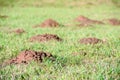 Green field with burrows of moles Royalty Free Stock Photo