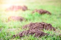 Green field with burrows of moles Royalty Free Stock Photo