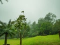 Green field For camping with mist on Khao Luang mountain Ramkhamhaeng National Park in rainy day