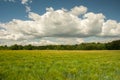 Green field with cereal, forest and white cloud on blue sky Royalty Free Stock Photo