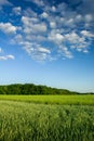 Green field of cereals, forest and white clouds on a blue sky Royalty Free Stock Photo