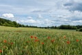 Green field of cereals with orange poppy flowers Royalty Free Stock Photo