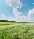 green field with chamomiles under clouds Royalty Free Stock Photo