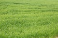 Green field ,Close up of fresh thick grass Royalty Free Stock Photo