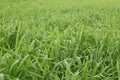 Green field ,Close up of fresh thick grass Royalty Free Stock Photo