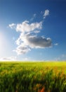 A green field with clouds in a blue sky background. Empty nature landscape of a wild grass meadow growing in spring