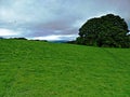 Green field and cloud sky Royalty Free Stock Photo